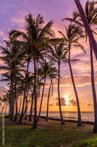 Tropical sunset with palm trees in Kauai  Hawaii  USA