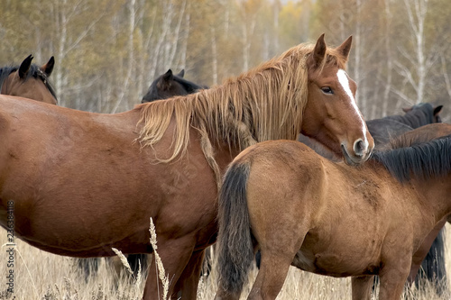 The herd of horses in autumn on pasture, grazing horses photo