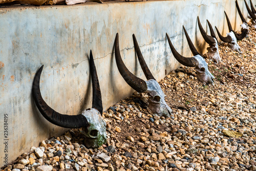 Buffalo skull in Baan Dam museum photo