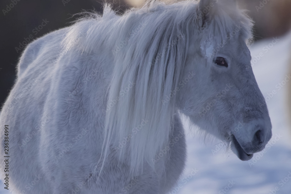Fototapeta premium Jakuckie konie zimą na śniegu. Rasa konia Jakuckiego