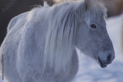 Yakut horses in the winter in the snow. The breed of Yakut horse