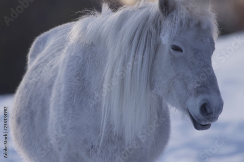 Yakut horses in the winter in the snow. The breed of Yakut horse photo