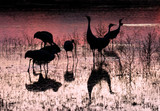Silhouettes of Sandhill cranes in the flooded fields of the rio grand, bosque del apache nature preserve in new mexico