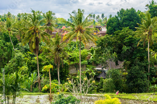 Rice fields, houses and vegetation in Ubud, Bali, Indonesia. © cameraman