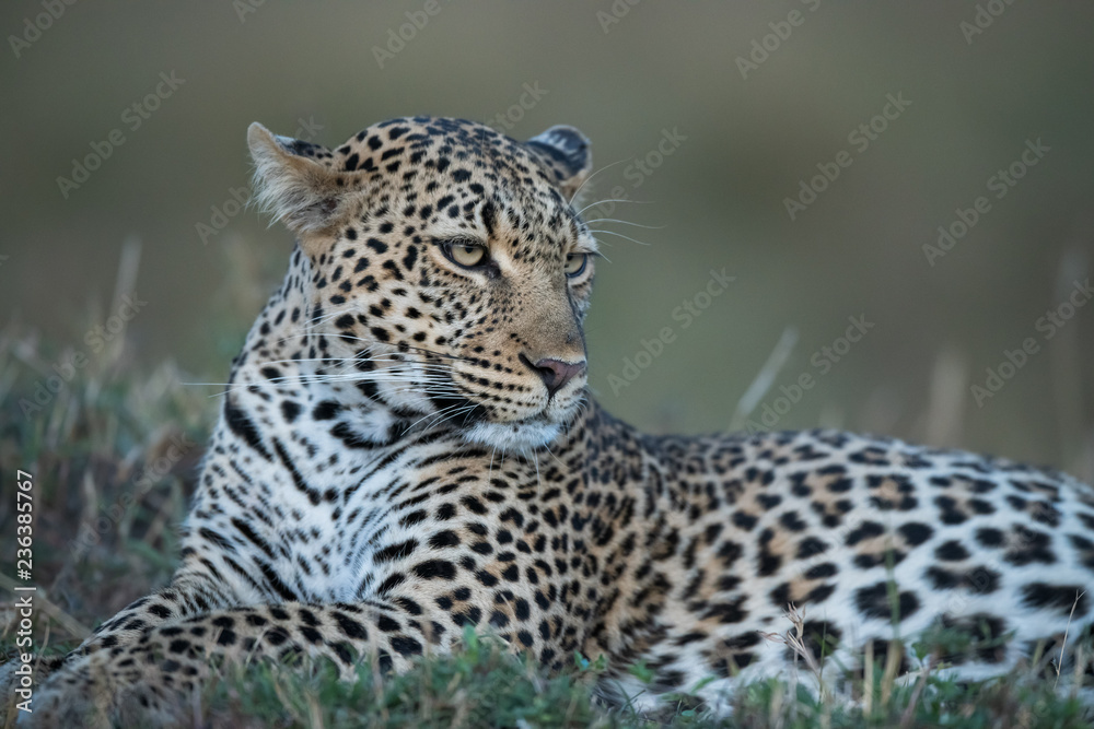 the leopard portrait 