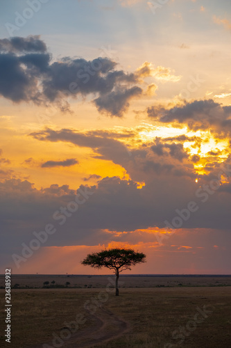one tree in sunset