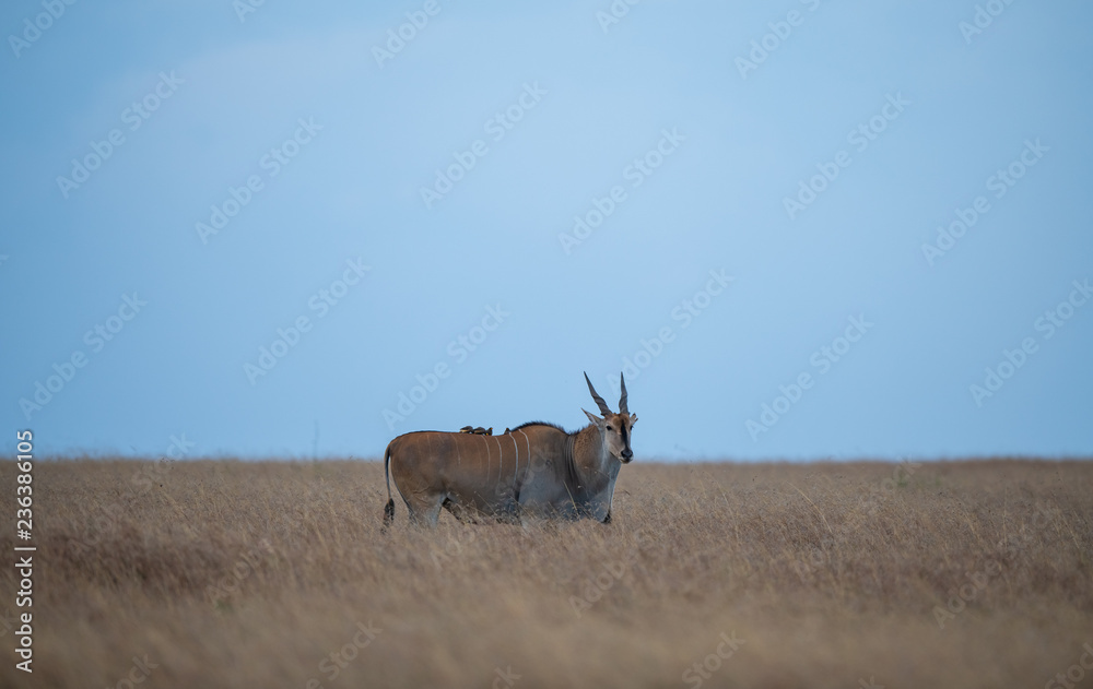 eland and biards