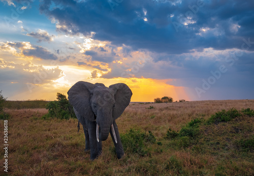 Photography elephant in the sunset