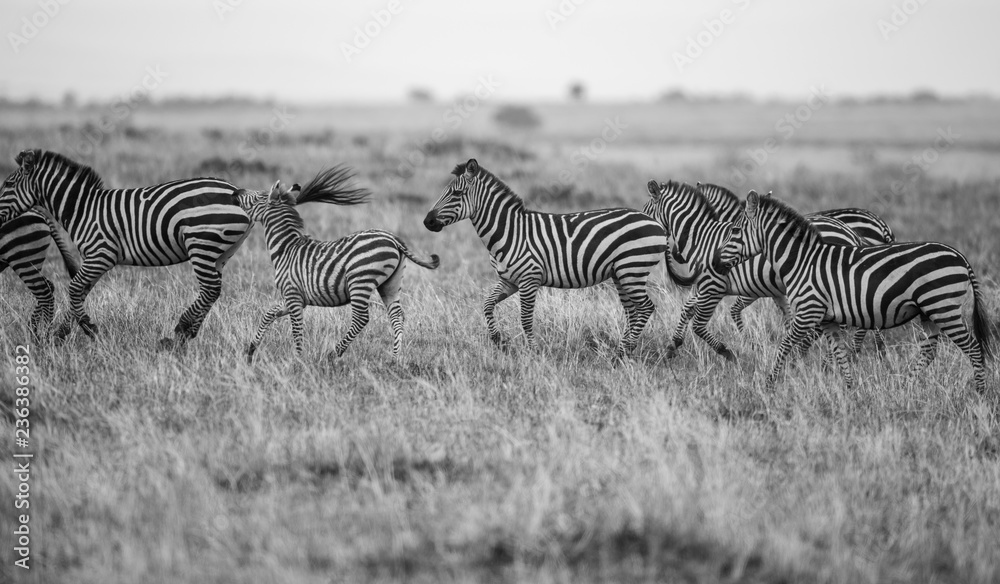 Fototapeta premium running zebras in the bush