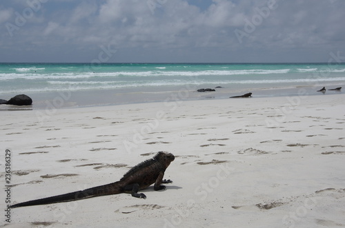 Iguanas on the beach