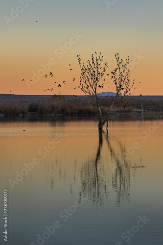 birds perching on a tree in the flooded field of the rio grand in new mexico's bosque del apache nature preserve
