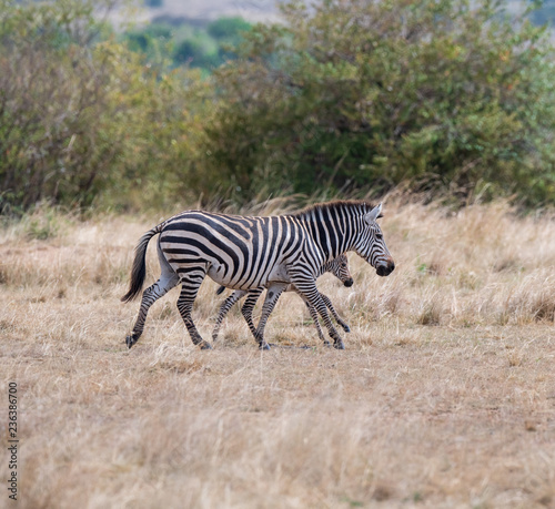 running zebras in the bush