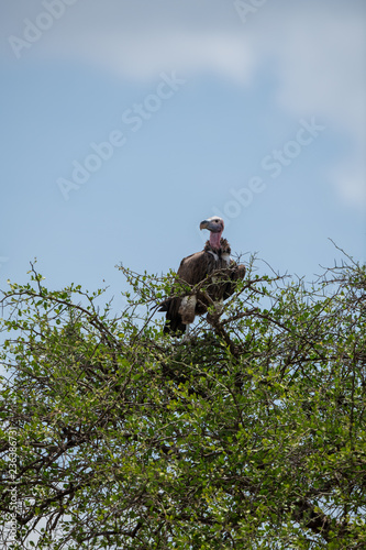 lappet faced vulture photo