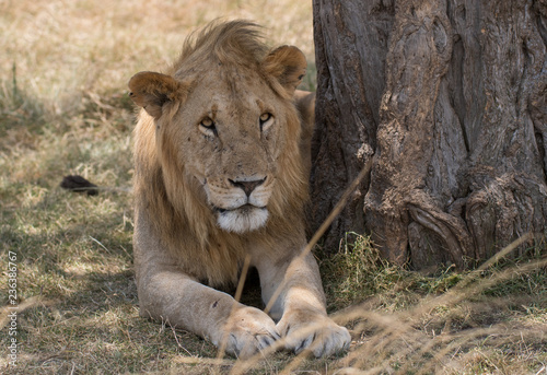 Fototapeta Naklejka Na Ścianę i Meble -  lion under the tree