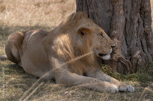 Fototapeta Naklejka Na Ścianę i Meble -  lion under the tree