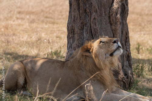Fototapeta Naklejka Na Ścianę i Meble -  lion under the tree