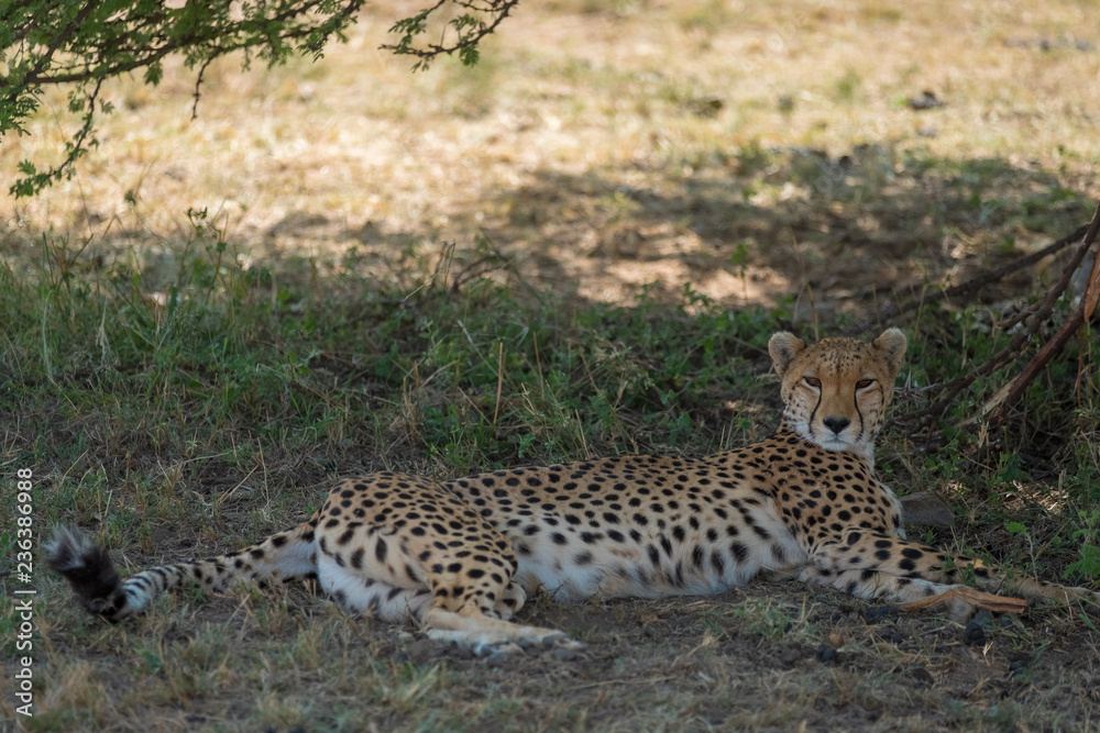 cheetah having rest