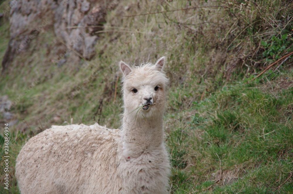 Fototapeta premium Cute llama eating grass and looking crazy