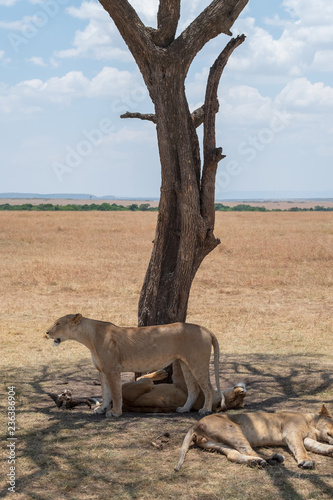 Fototapeta Naklejka Na Ścianę i Meble -  lion under the tree