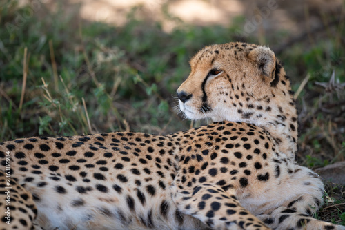 cheetah having rest