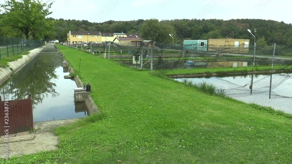 Low laithe trout, sturgeon and carp other fish farm and hatchery farming breeding in the rescue, conservation fauna, cleaning fish from dirty water in a pond water, fishing nets and wet, Europe Low laithe trout, sturgeon and carp other fish farm and hatchery farming breeding in the rescue, conservation fauna, cleaning fish from dirty water in a pond water, fishing nets and wet, Europe