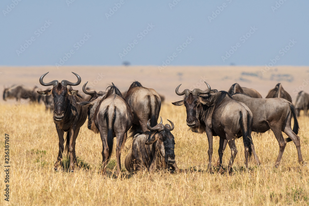 wildebeest group on the savanna