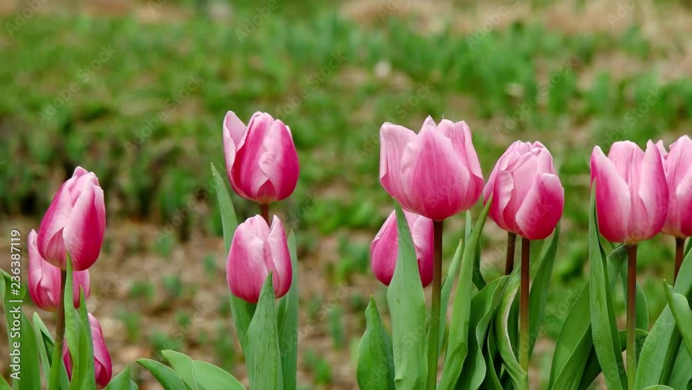 Beautiful tulip flowers bloomed in the spring. Beautiful tulip flowers bloomed in the spring.