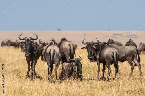 wildebeest group on the savanna © imphilip