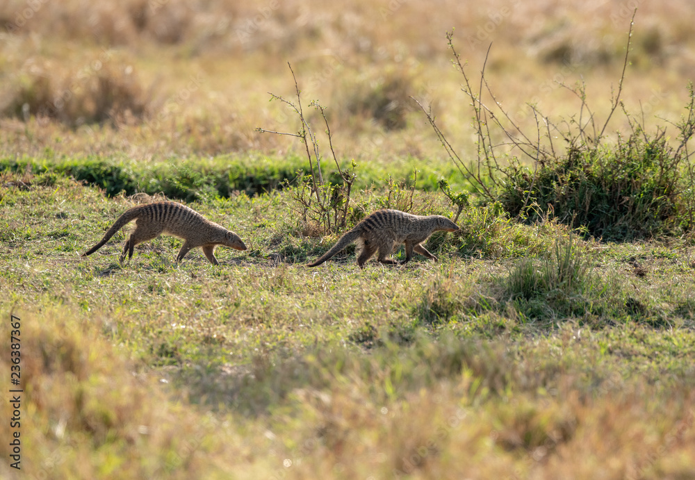 banded mongoose in the bush banded mongoose in the bush