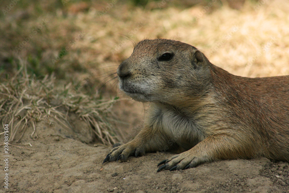 Prairie Dog with Black Whiskers Prairie Dog with Black Whiskers