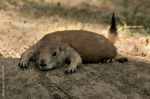 Prairie Dog in the Shade photo