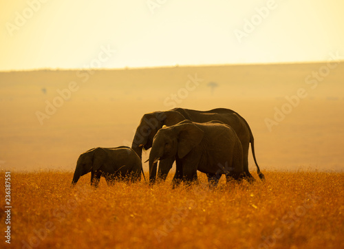 elephant family in sunset