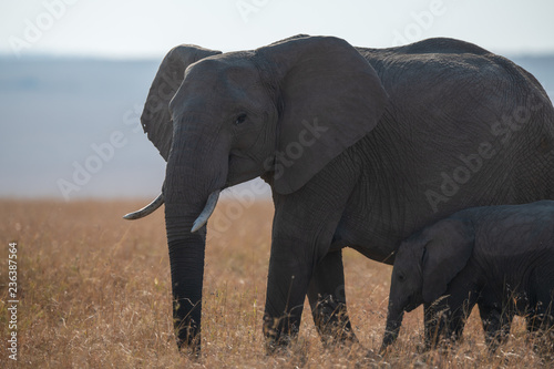 elephant mother and baby