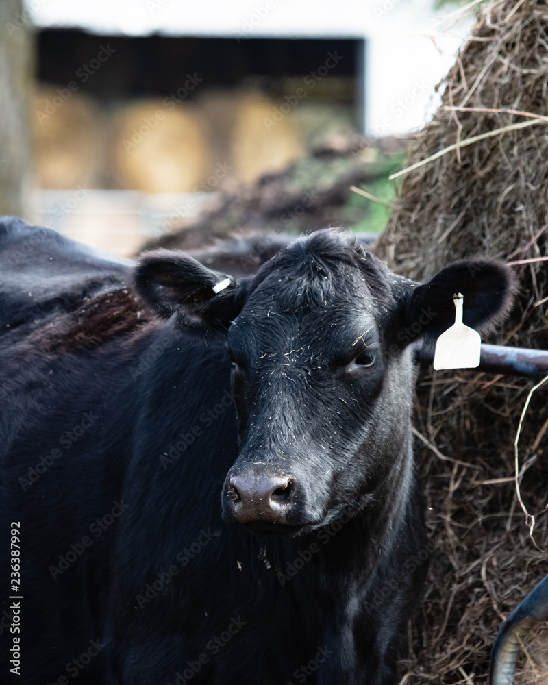 Angus cow portrait in front of hay feeder Angus cow portrait in front of hay feeder