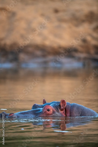hippos in river
