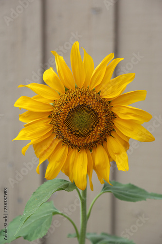 sunflower with a light brown background