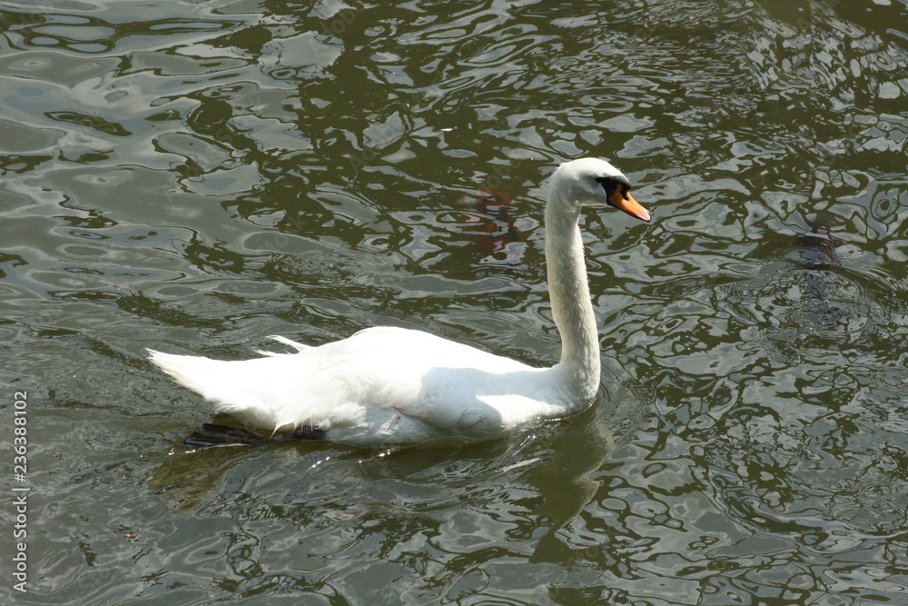 Fototapeta premium Mute Swan