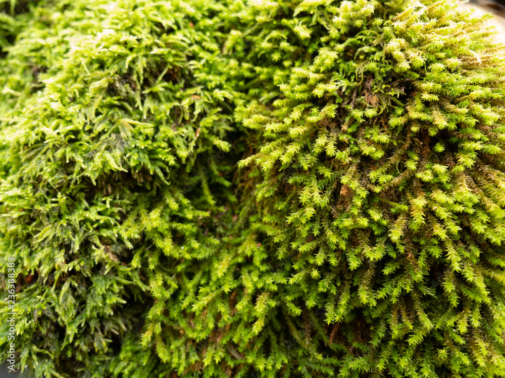 Autumn forest, stones in moss, leaves, Rivne, Ukraine Autumn forest, stones in moss, leaves, Rivne, Ukraine