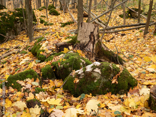 Autumn forest, stones in moss, leaves, Rivne, Ukraine