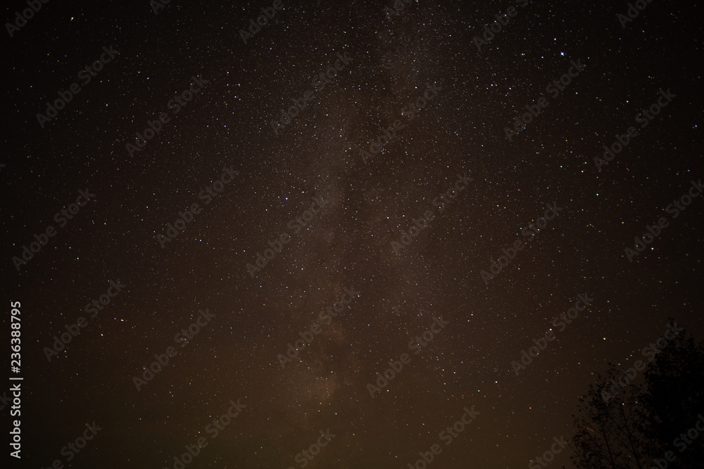 Starry sky, night, forest, the Milky Way