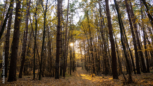  autumn forest, yellow trees