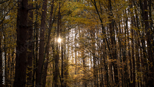  autumn forest, yellow trees © Vidima studio MAX