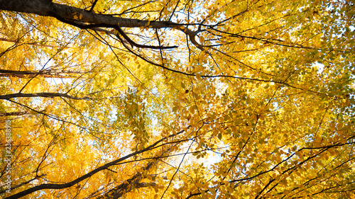 autumn forest, yellow trees