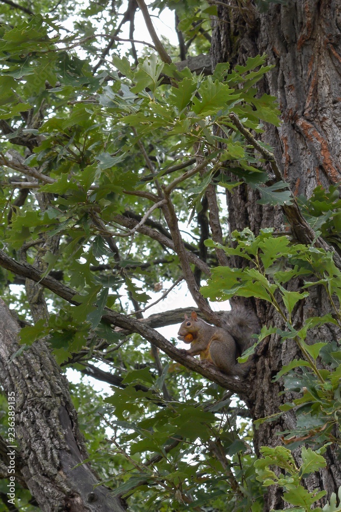 Gray squirrel eating an acorn in an oak tree