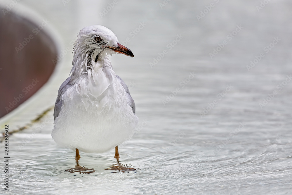 Obraz premium Wet and bedraggled Silver Gull (Chroicocephalus novaehollandiae)
