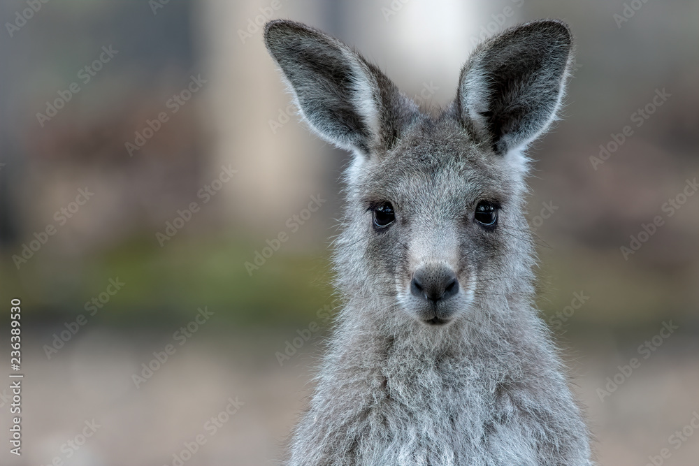 Eastern Grey Kangaroo (Macropus giganteus)