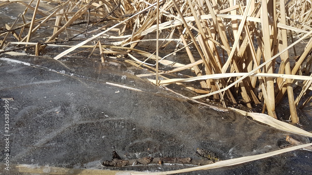 Obraz premium Reed lyod