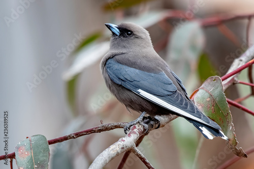 Canvastavla Dusky Woodswallow (Artamus cyanopterus)