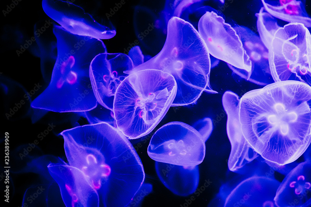 Jelly Fish in Water Jelly Fish in Water
