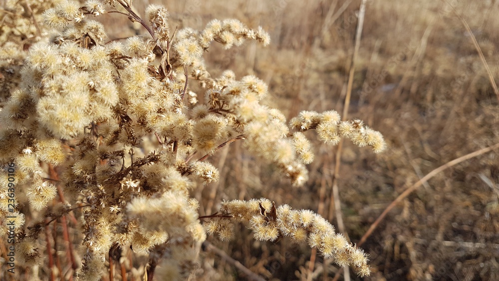 Deadwood in the field